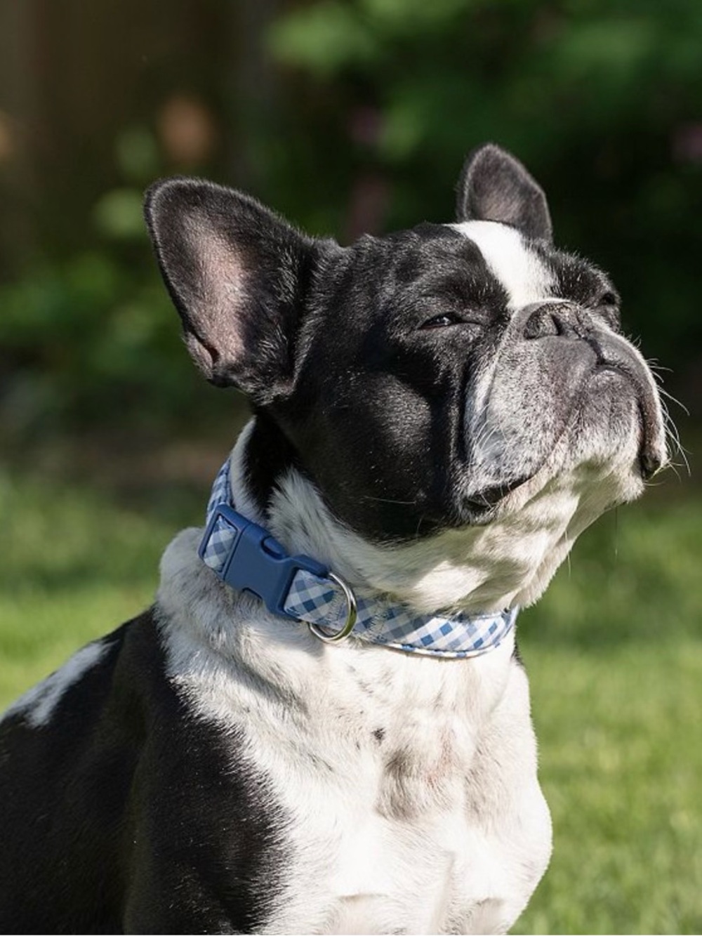 Blue Gingham Check Pet Collar